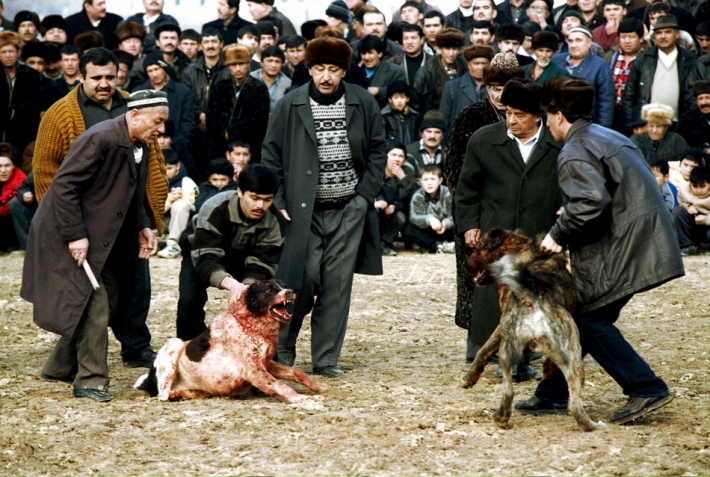 Собачьи бои - вид национального шоу. Ставки определяют хозяева собак. Ташкент, 2000.
