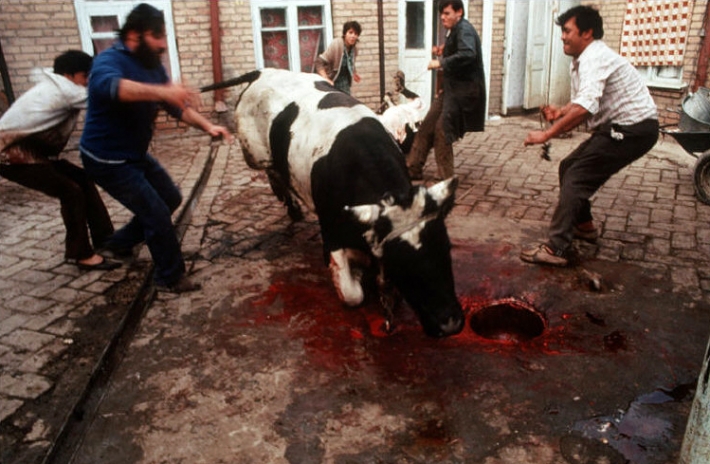 Самарканд, 1988. Забой коровы перед свадьбой